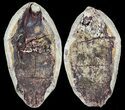 Triassic Fossil Fish In Nodule (Pos/Neg) - Madagascar #53757-1